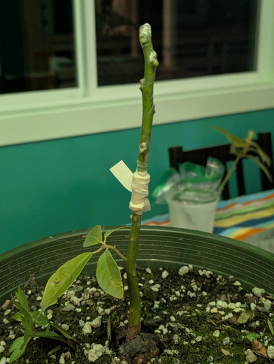 (April 13, 2025) Grafted -- Added graft of Gloria 