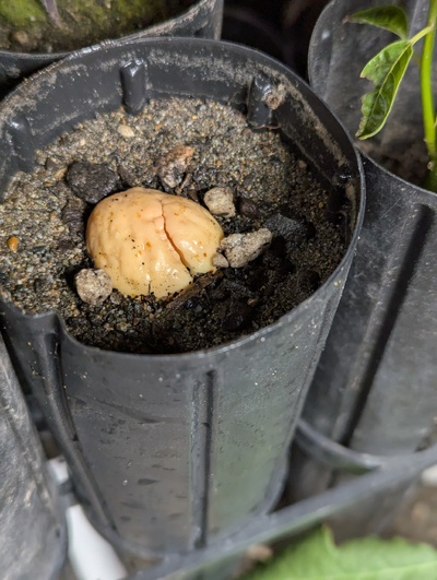 (April 14, 2025) Germination -- Already starting to crack open after only a couple days in a jar on the counter, so it went into soil today 