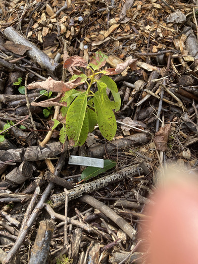 (April 18, 2025) Frost damage report -- The tree survived the winter but experienced quite a bit of die-back