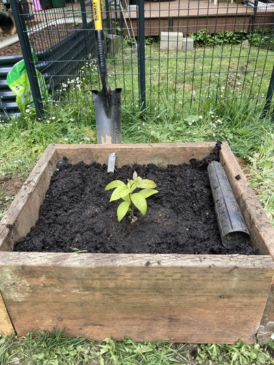 (May 4, 2025) Planted in Kingston -- New growth. Planted on mound to mitigate for high water table.