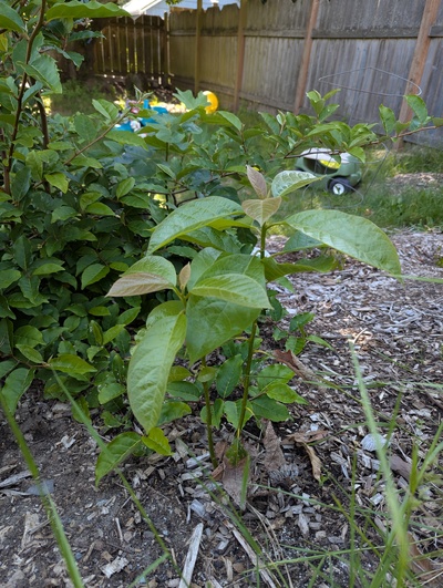 (June 4, 2025) Update -- Terminal buds survived and it's well into a spring flush.