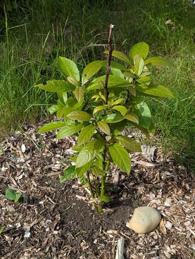 (June 5, 2025) Update -- Growing back nicely