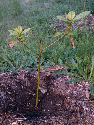 (June 5, 2025) Update -- Lots of damage and slow to fill back in with leaves.