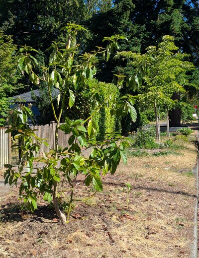 (June 30, 2025) Update -- Flowering is done and looks like no real fruit set, though a couple Walter Hole flowers have held without swelling yet. New flush getting going on both grafts and the rootstock branches.