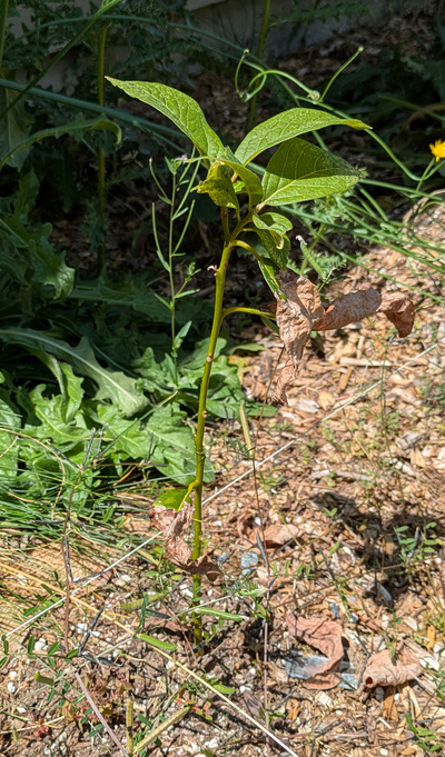 (July 3, 2025) Summer Update -- A lot of lost leaves, but it's growing from upper area, so it didn't loose it's main leader. Very healthy looking leaves!