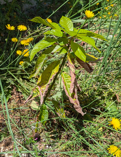 (July 3, 2025) Summer Update -- Didn't fully defoliate itself. It's growing from upper area, so it didn't loose it's main leader. Very healthy looking new leaves.