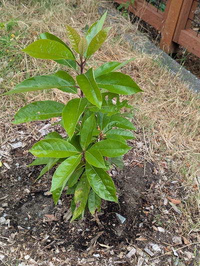 (July 22, 2025) Update -- Growing nicely this summer.