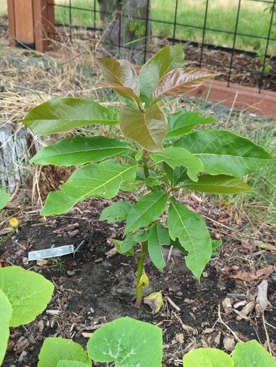 (photo taken July 22, 2025)