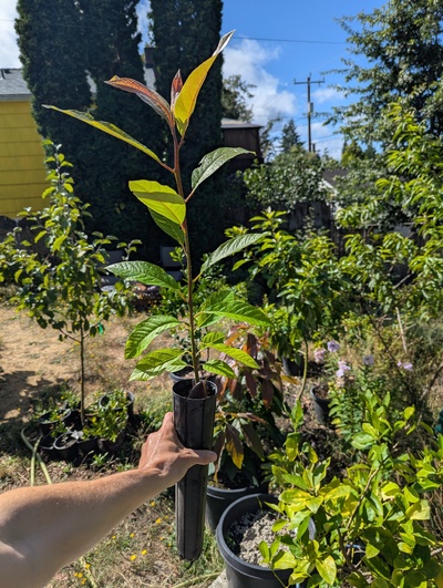 (August 16, 2025) Update -- Getting rather large for the starter pot
