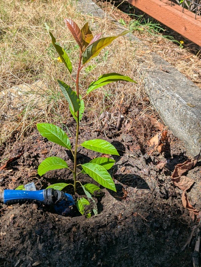(August 16, 2025) Planted out -- Just went in the ground 