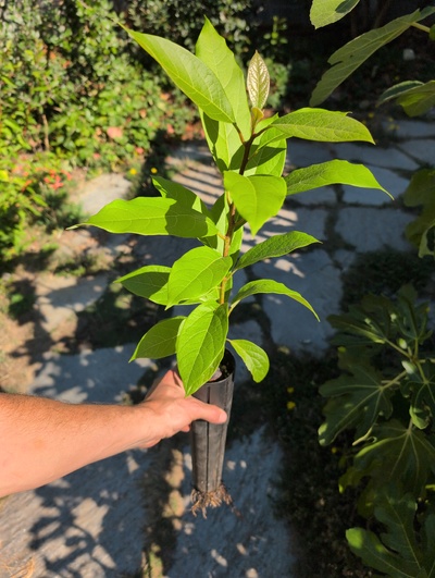 (August 23, 2025) Tree assigned -- ...and distributed.