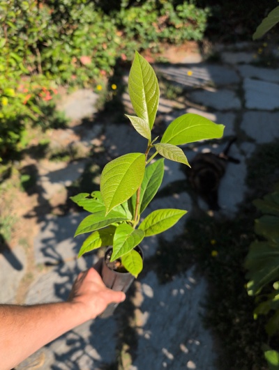 (August 23, 2025) Tree assigned -- ...and distributed.
