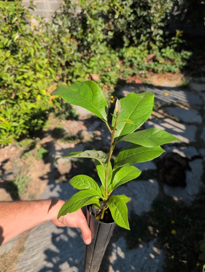 (August 23, 2025) Tree assigned -- ...and distributed.
