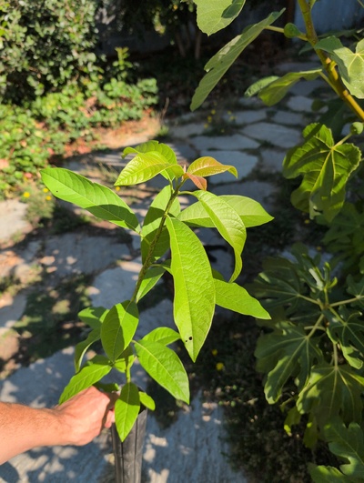 (August 23, 2025) Tree assigned -- ...and distributed.