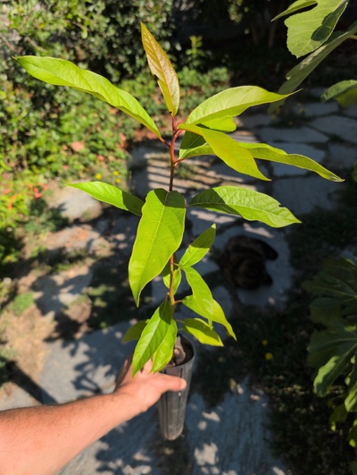 (August 23, 2025) Tree assigned -- ...and distributed.