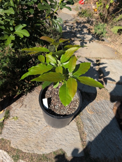 (August 23, 2025) Tree assigned -- ...and distributed.