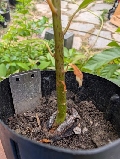 (August 29, 2025) Update -- Healthy looking, seed has already dessicated.