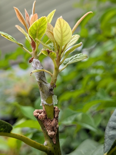 (August 29, 2025) Update -- The graft is still alive, but does not look healthy and the graft union is gnarly with callus, so maybe this tree just really doesn't want to be grafted.