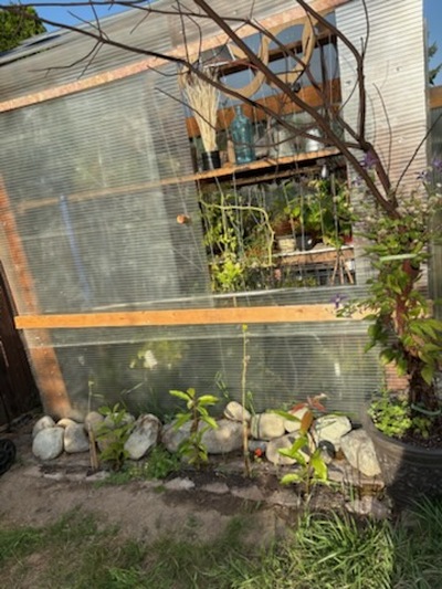 (September 1, 2025) Planting -- 560
8/24/2025
outside west wall of green house North (left side)