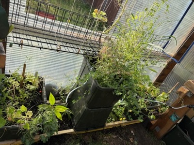 (September 1, 2025) Planting -- Inside green house on west wall. North ( right of center )