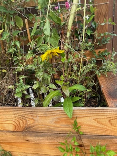 (September 1, 2025) Planting -- Outside. North west corner of yard. partial shade.  Trumpet vine and perennial flowers with seasonal crop.