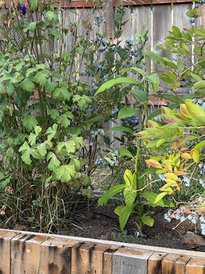 (September 1, 2025) Planting -- Outside in the center of blueberry patch