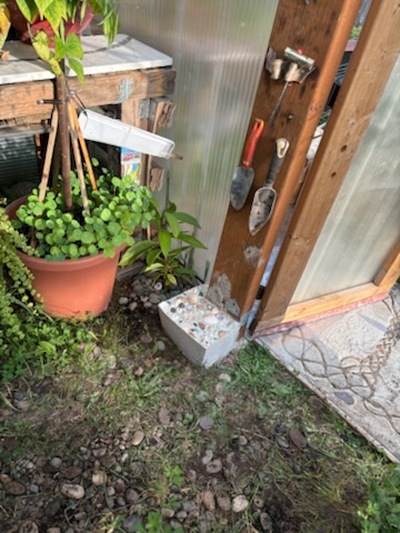 (September 1, 2025) Planting -- 650
8/24/2025
Inside greenhouse south wall near door