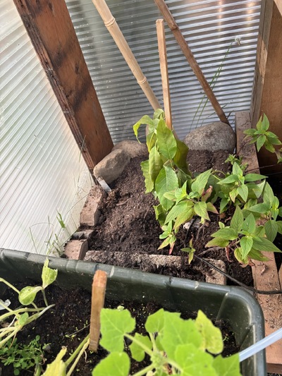 (September 1, 2025) Planting -- inside greenhouse N.W. corner