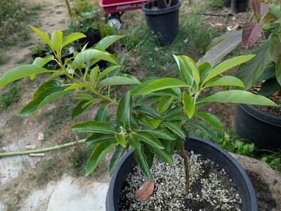 (September 3, 2025) Update -- The graft has recovered well, but the rootstock stem is looking pretty damaged from the winter.
