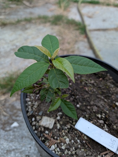 (September 3, 2025) Update -- Seems healthy