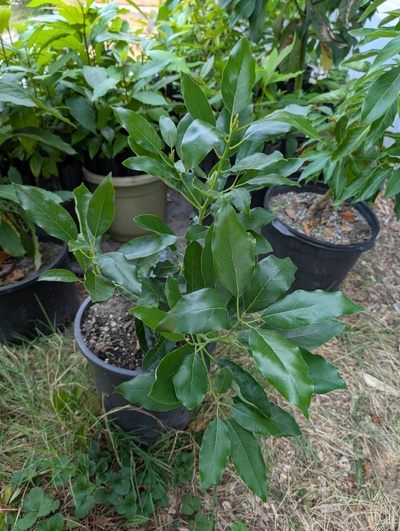 (photo taken September 3, 2025)