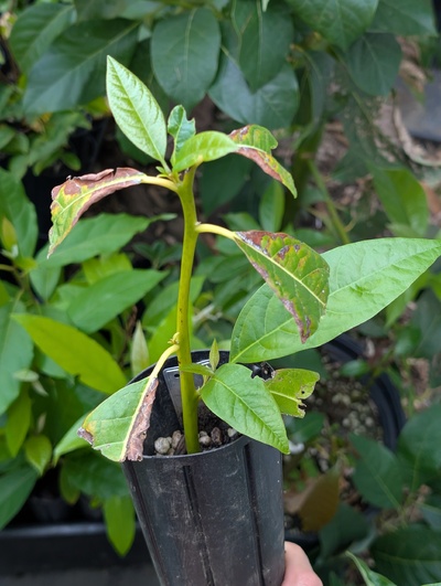 (September 3, 2025) Update -- Alive and well