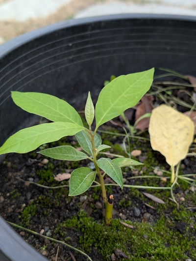 (September 3, 2025) Update -- Looks to be doing well, but it'll need to be separated when the ortet is planted out.