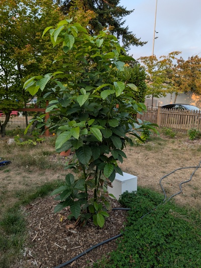 (September 12, 2025) Update -- Doing well.