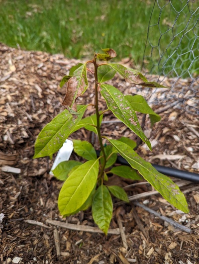 (September 18, 2025) Photo taken April 2025 -- Top leaves show damage, not sure what has caused it. Leaf burn? Bug damage? All my avocados are mulched with wood chips, maybe something hides in there and comes out to take tiny samples from avo leaves?