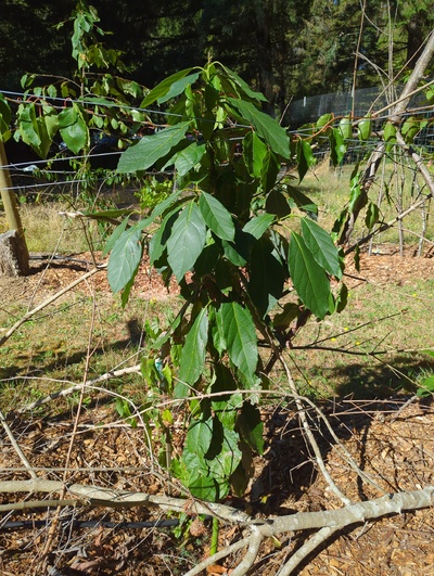(September 18, 2025) Summer update -- Growing tall and seems to be enjoying life. The Arctic kiwi I planted next to it has climbed up the avocado but both seem to be doing well. Only problem I see is that the leaves on the lower half of the plant still have brown speckles where something has damaged the leaf tissue.