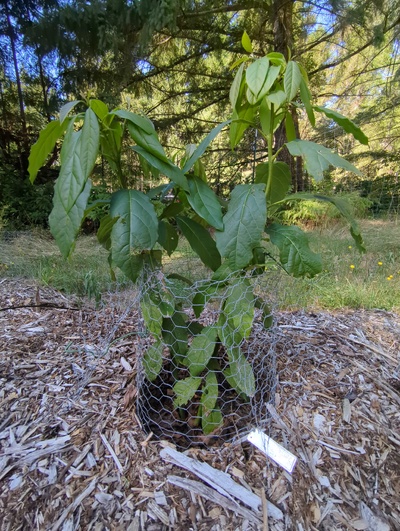 (September 18, 2025) Summer 2025 update -- Your wouldn't know the poor thing has been chewed almost to the ground a year ago. New branches are growing well. A deer nipped the top off one of the new branches, which has since formed a lot of side shoots. Deer don't seem to like the taste much which is fantastic. Fertilized with nitrogen in late spring.

Older leaves on this one also have whatever speckled damage all my other avocados have. 