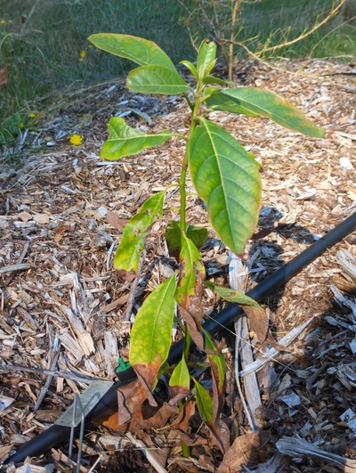(September 18, 2025) Summer 2025 update -- Put on some new growth but still on the small side. Fertilized with nitrogen this spring. Lower leaves all look like they were scorched or something; they're already dieing back. All but the ~4 newest leaves have that speckled pattern of damage. 