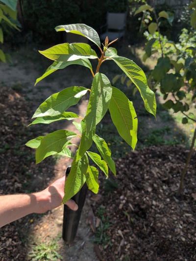 (September 22, 2025) Tree assigned -- ...and distributed.