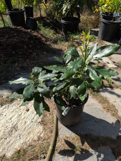 (September 22, 2025) Tree assigned -- ...and distributed.