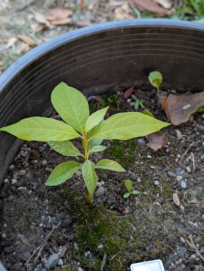 (September 26, 2025) Tree assigned -- ...and distributed.