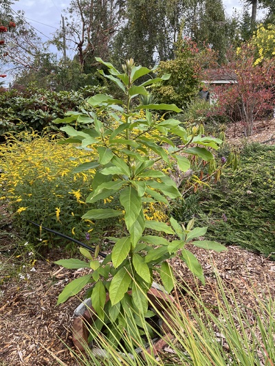 (October 3, 2025) Oct 2025 Report -- Tree in good health. 