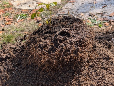 (October 6, 2025) Dug up -- This one was removed from the ground yesterday. It seems that the Umbellularia tree has been outcompeting this tree for root space (it was totally choked by dense roots).