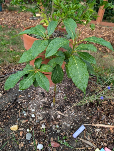 (October 9, 2025) Update -- Weak growth again this year, but a fall flush is starting.