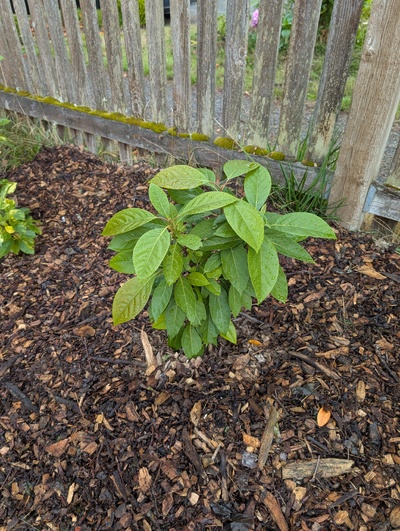 (October 9, 2025) Update -- Doing ok, after lots of minor drought stress through summer.