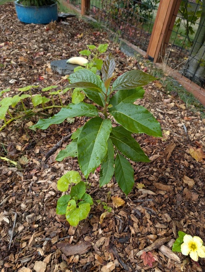 (October 9, 2025) Update -- Has done ok, recently got fresh mulch.