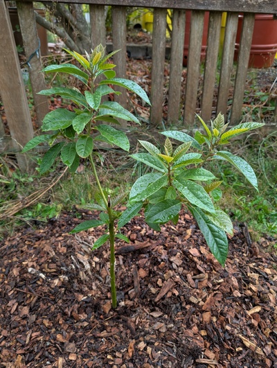 (October 9, 2025) Update -- Looking pretty good, just got some fresh mulch too.