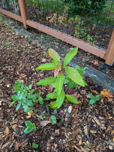 (October 9, 2025) Update -- Getting settled in nicely. Need to pull up some of the favas in the near root zone.