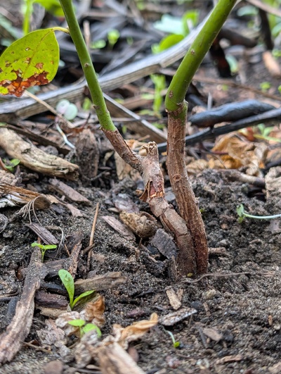 (October 9, 2025) Photo -- Just posting a photo of the base to show why it's suspected of being as old as it was marked as.