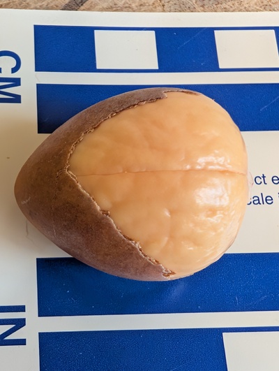 (photo taken October 12, 2025)